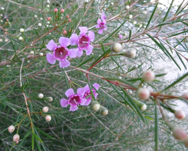 Geraldton Wax, just coming into bloom.