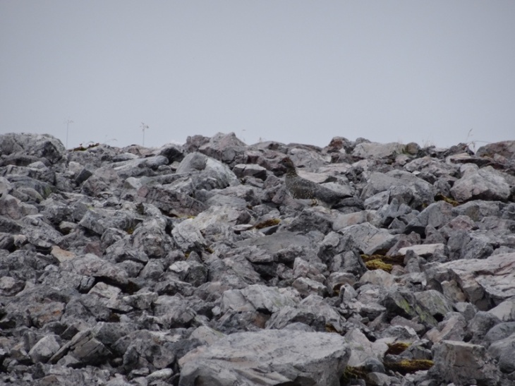 Can you see the ptarmigan? And typical summit terrain on Breabag.