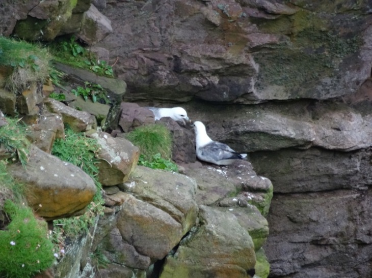 Seabirds nesting on the cliffs (still haven't found my British Wildlife book so I'm not identifying them properly for you!)