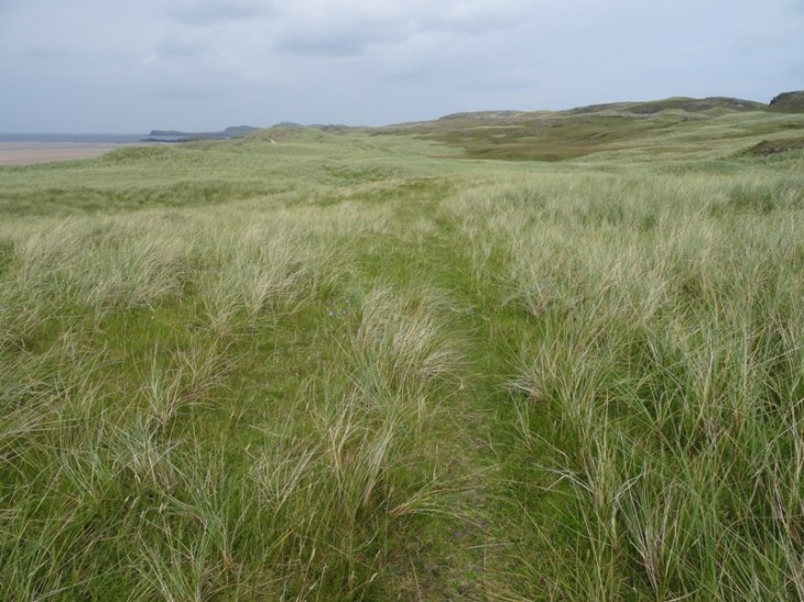 Some of the less thick grass to walk through.