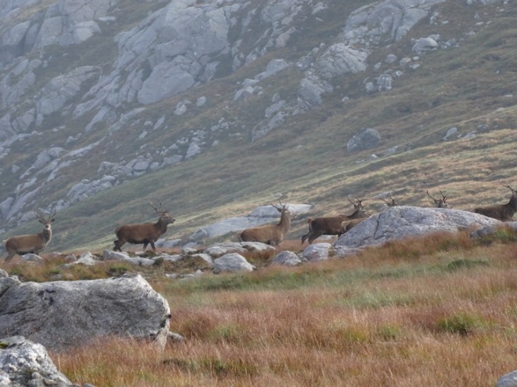 Deer on the north west slopes of Foinaven