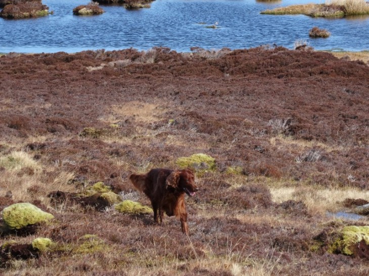 A small pond on the way in from town and an energetic big red dog!