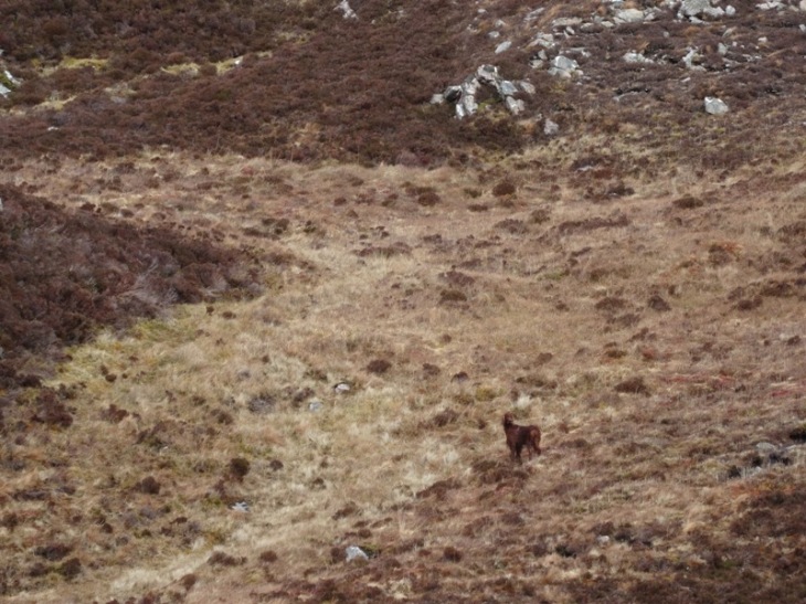 Merlin part way up Beinn Ceannabeinne. This is full zoom. He's certainly not clingy!