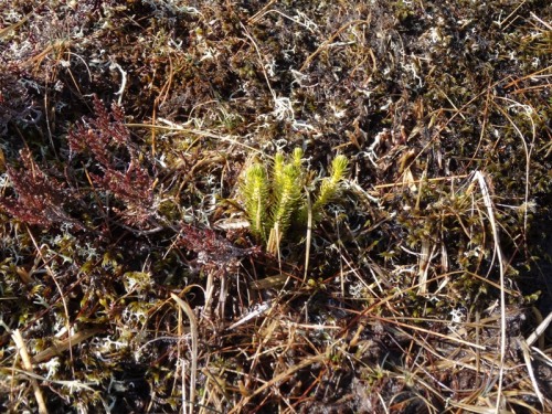 The green thing in the middle is Fir Clubmoss