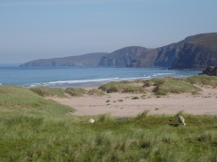 Sheep grazing near the dunes at Sandwood. The Cape Wrath Lighthouse is actually visible in this picture (although is does look like a speck of dirt on the screen)