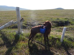 I lifted him over this fence. See all that mud on him? Guess where a lot of it ended up.