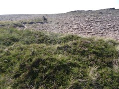 Quite a barren rocky summit to the saddle . . . potentially from overgrazing? Or just the exposed position and poor soil.