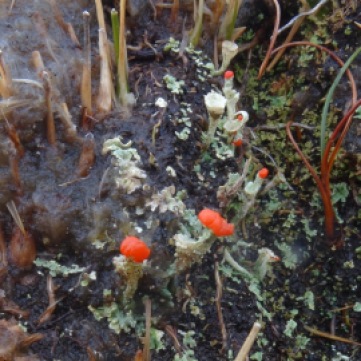 Cladonia coccifera? (my book only has floerkeana looking anything like this but my botanist tells me that floerk... doesn't cup out like this)