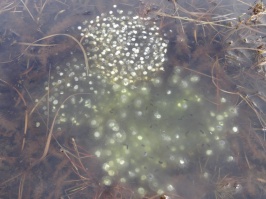 Dead tadpoles