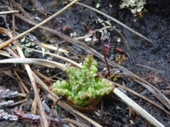 Common Lousewort (Pedicularis sylvatica) (and a milkwort!)