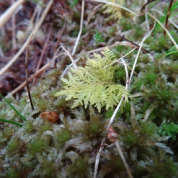 Thuidium tamarascinum (a very ferny moss)