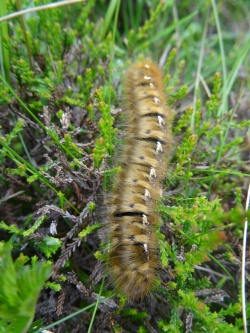 Probably an Oak Eggar caterpillar/larva