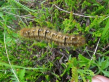 The Oak Eggar larva again. Index finger is deliberately left in photo for scale!