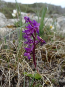 A heath fragrant orchid?