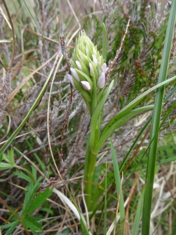 Probably a heath spotted orchid, about to bloom.