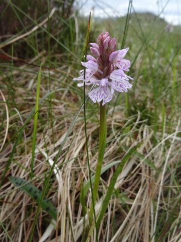 A heath spotted orchid.