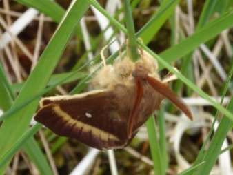 An Oak Eggar (my first, but one of several I saw on this trip. This was the only one not flying around like a maniac)