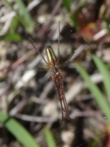 Another yet to be identified spider.