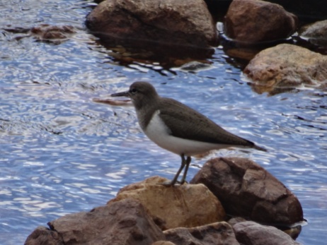 Another common sandpiper