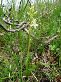 Lesser Butterfly Orchid (Platanthera bifolia) - one of the first orchids I learnt here.