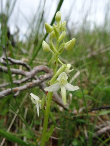 Another Lesser Butterfly Orchid