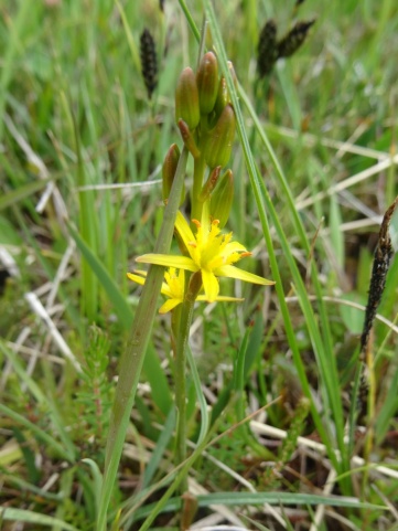 Bog Asphodel (Narthecium ossifragum) - One of my favourite flowers. Poisonous to lambs though apparently.