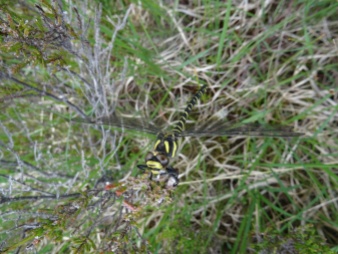 Golden Ringed Dragonfly (Cordulegaster boltonii)... it was cold. It wasn't moving much!