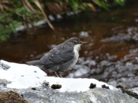 An immature Dipper (Cinclus cinclus). Pretty obvious from the way it was bobbing up and down!