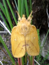 I think this is a female Drinker moth (Euthrix Potatoria).