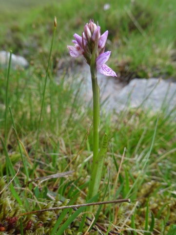 I think this is a Common Spotted Orchid (Dactylorhiza fuchsii)