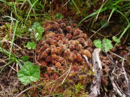 Cloudberry!!! (Rubus Chameamorus) The big leaves. I think the red moss in the middle is Sphagnum subnitens.