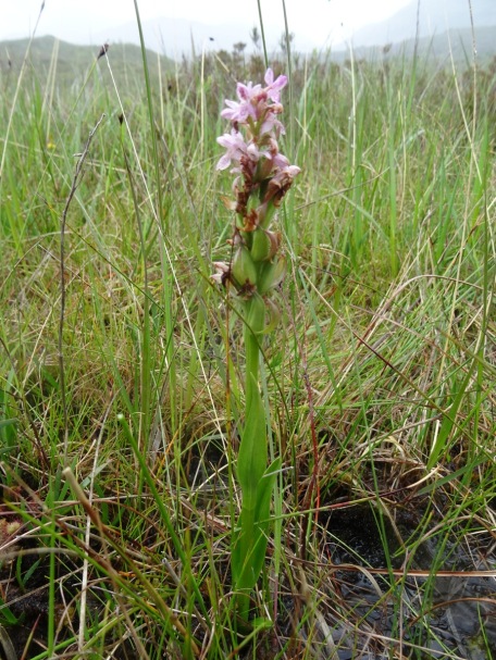I was very excited to see this orchid, since it was clearly different to the others I normally see. It was very tall, and distinctive, and was the only one I could see around. I'm pretty sure it is an Early Marsh Orchid (Dactylorhiza incarnata).